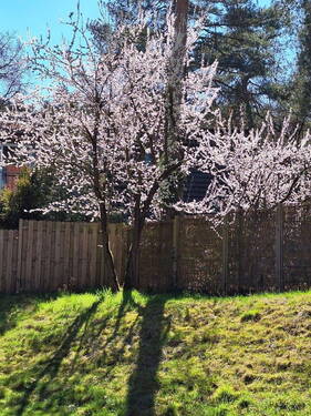 Gartenimpression - 