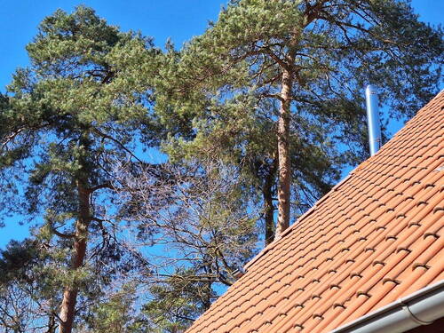 umgeben von stattl. Kiefern - 