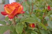 Rosen im Garten - 