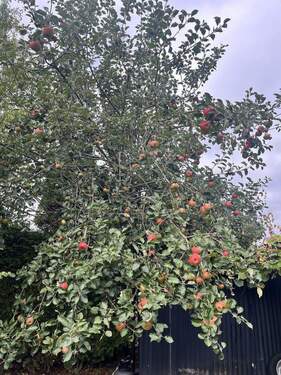 Bild 19 - 