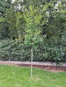junger Baum im Garten - 