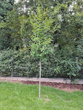 junger Baum im Garten - 