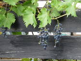 Gartenimpressionen 3 - 