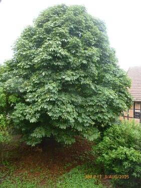 Teilweise alter Baumbestand - 