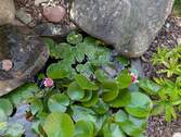 Kleiner Teich vor dem Haus - 