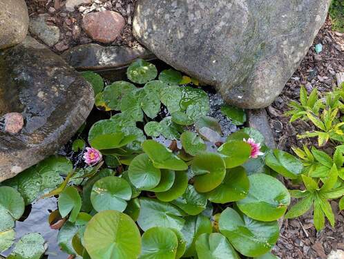 Kleiner Teich vor dem Haus - 