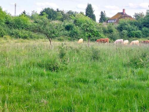 Blick von der Müritz aus - 