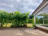 Terrasse mit Weinpflanzen - 
