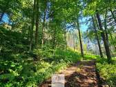 waldverkauf-krumbach_11.jpg - 