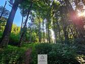 waldverkauf-krumbach_12.jpg - 