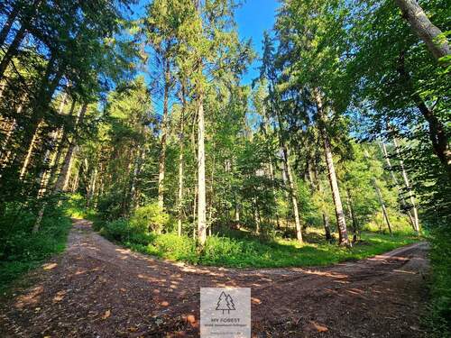 waldverkauf-krumbach_13.jpg - 