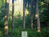 waldverkauf-krumbach_16.jpg - 