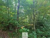 waldverkauf-krumbach_17.jpg - 