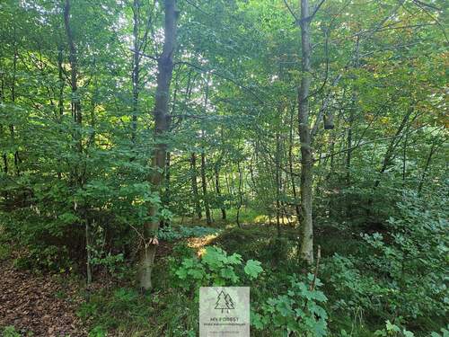 waldverkauf-krumbach_17.jpg - 