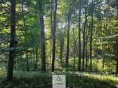 waldverkauf-krumbach_02.jpg - Älterer Laub-Mischwald I ökologisch & klimastabil I sehr gute Erschließung