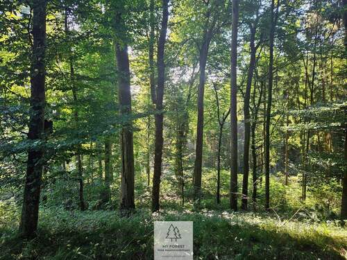 waldverkauf-krumbach_02.jpg - Älterer Laub-Mischwald I ökologisch & klimastabil I sehr gute Erschließung