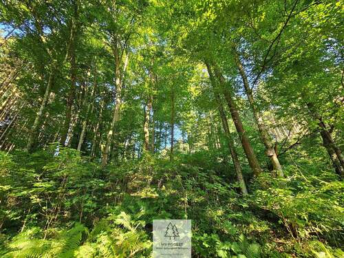 waldverkauf-krumbach_03.jpg - Grundstück in Ursberg