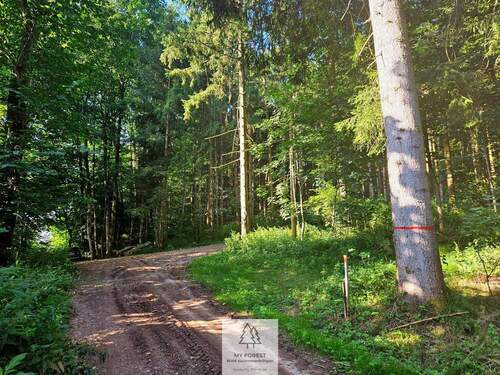 waldverkauf-krumbach_05.jpg - 