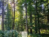 waldverkauf-krumbach_07.jpg - 