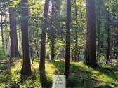 waldverkauf-krumbach_09.jpg - 