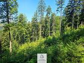 waldverkauf-hoechenschwand_16.jpg - 