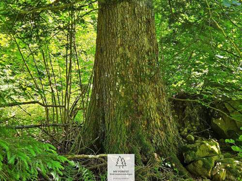 waldverkauf-hoechenschwand_21.jpg - 