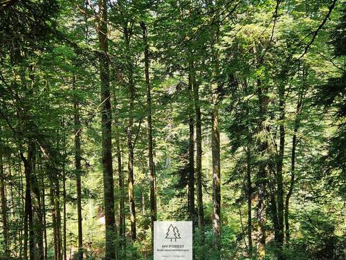 waldverkauf-hoechenschwand_05.jpg - 