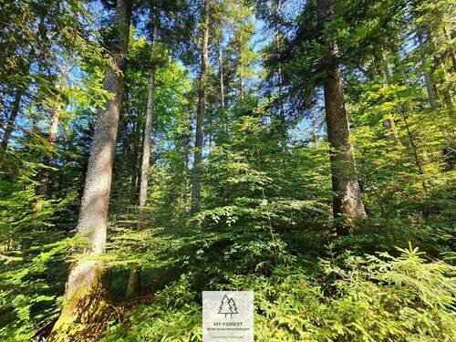 waldverkauf-hoechenschwand_06.jpg - 