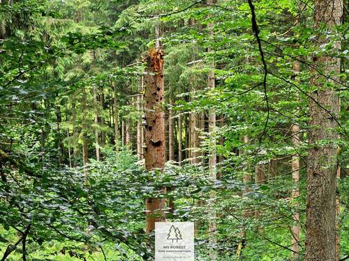 20250610_133111.jpg - 