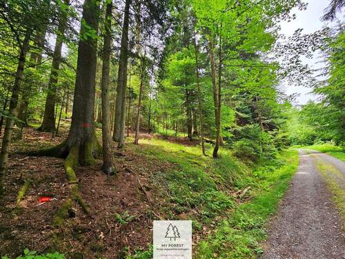 20250610_131350.jpg - 