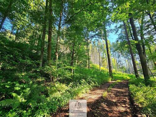 waldverkauf-krumbach_11.jpg - 