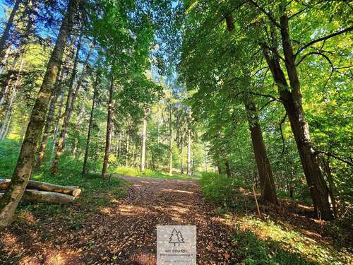 waldverkauf-krumbach.jpg - Grundstück zum Kaufen in Ursberg