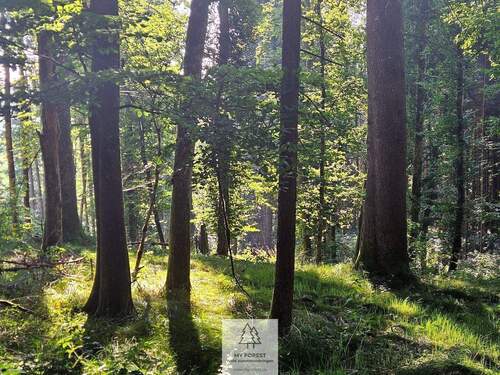 waldverkauf-krumbach_09.jpg - 
