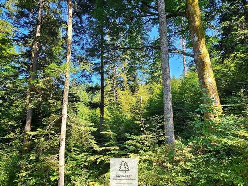 waldverkauf-hoechenschwand_12.jpg - 