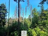 waldverkauf-hoechenschwand_14.jpg - 