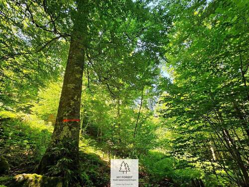 waldverkauf-hoechenschwand_18.jpg - 