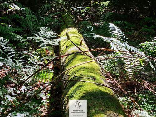 waldverkauf-hoechenschwand_23.jpg - 