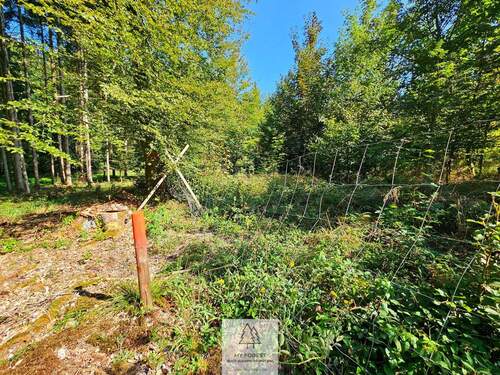 waldverkauf-ingolstadt_11.jpg - 