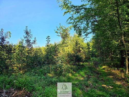 waldverkauf-ingolstadt_16.jpg - 