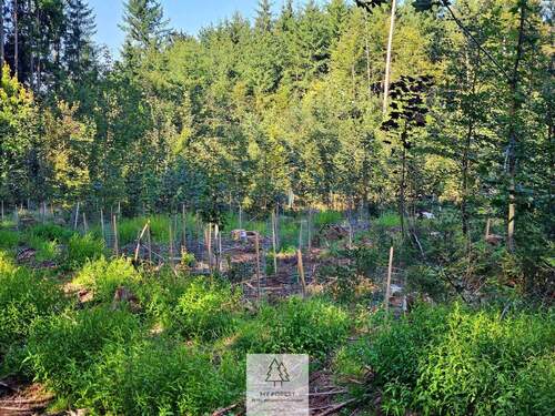 waldverkauf-ingolstadt_17.jpg - 