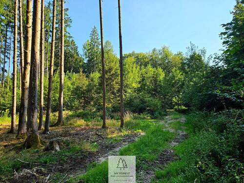 waldverkauf-ingolstadt_14.jpg - 