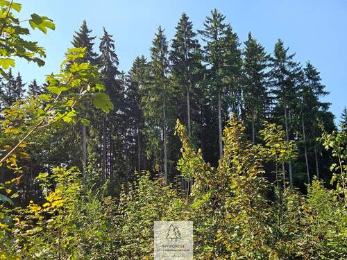 waldverkauf-ingolstadt_20.jpg - 