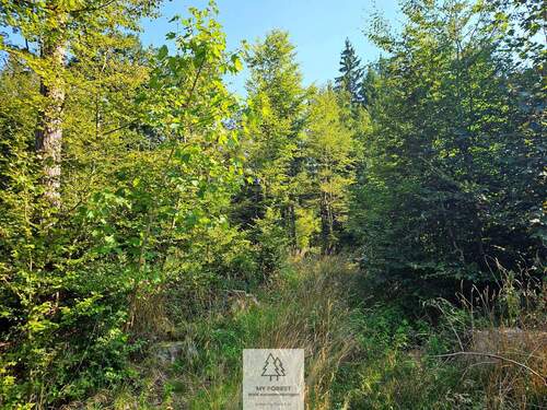 waldverkauf-ingolstadt_21.jpg - 