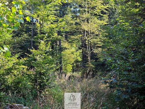 waldverkauf-ingolstadt_22.jpg - 