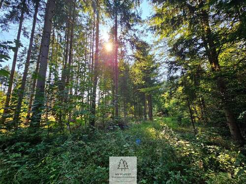 waldverkauf-ingolstadt_23.jpg - 