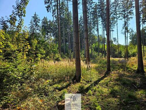 waldverkauf-ingolstadt_27.jpg - 