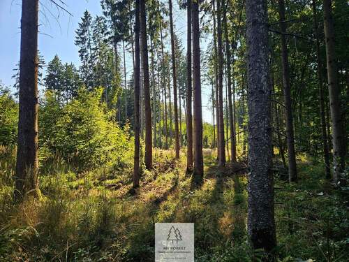 waldverkauf-ingolstadt_25.jpg - Grundstück zum Kaufen in Böhmfeld