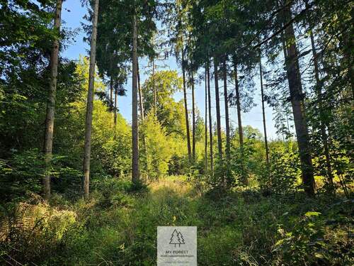 waldverkauf-ingolstadt.jpg - Grundstück in Böhmfeld zum Kaufen