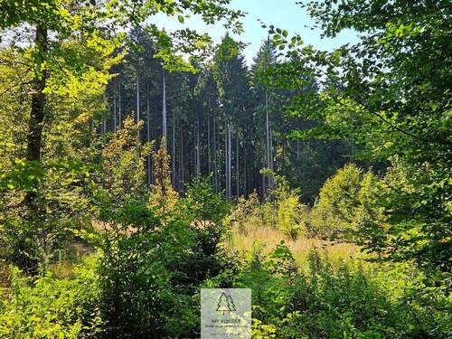 waldverkauf-ingolstadt_02.jpg - 