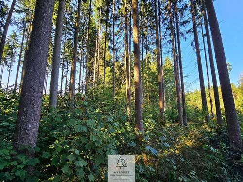 waldverkauf-ingolstadt_05.jpg - 